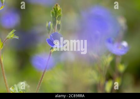 Germander Speedwell (Veronica chamaedrys) wächst in einem Garten Stockfoto