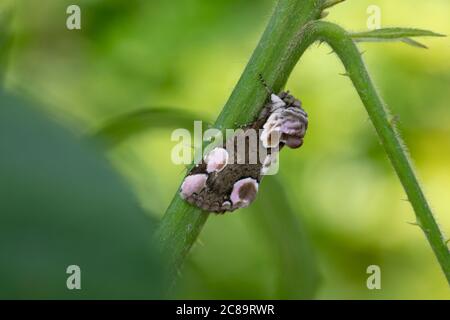 Pfirsichblüte (Thyatira batis) Motte Stockfoto