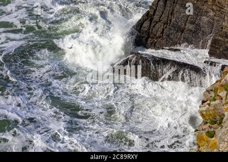 Ein Razorbill (Alca torda) trotzt den stürmischen Wellen rund um die Brutkolonie bei South Stack, Anglesey Stockfoto