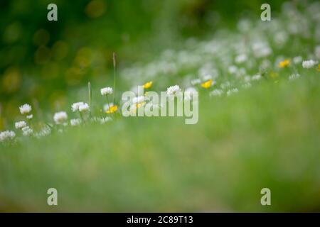 Weißklee (Trifolium repens) und schleichende Buttercup (Ranunculus repens) links, um wild in einem Rasen zu wachsen, um Bestäuber zu ernähren. Stockfoto