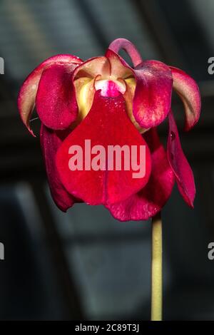 Blume der süßen Pitcher Pflanze (Sarracenia rubra) Stockfoto