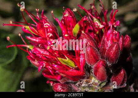 Blume der weinenden Bohne (Schotia brachypetala) Stockfoto