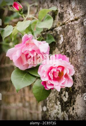 Hibiscus, Klettern Malvaceae Blumen in den ummauerten Garten. Stockfoto