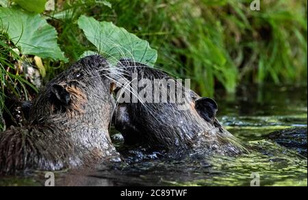 Nährstoffen kämpfen in einem Fluss Stockfoto