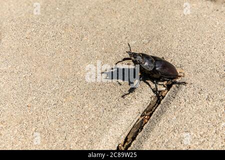 Nahaufnahme eines großen weiblichen Hirschkäfer ( Lucanus cervius ) auf Betonpflaster. Der Europäische Hirschkäfer ist eine der bekanntesten Arten von Hirschkäfer Stockfoto