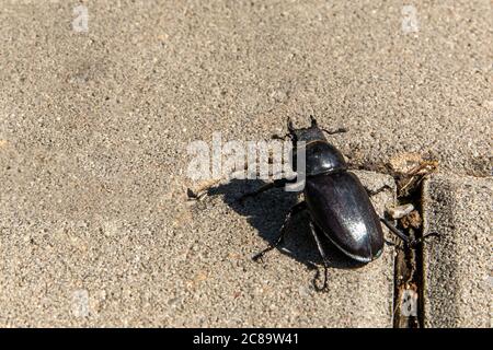 Nahaufnahme eines großen weiblichen Hirschkäfer ( Lucanus cervius ) auf Betonpflaster. Der Europäische Hirschkäfer ist eine der bekanntesten Arten von Hirschkäfer Stockfoto