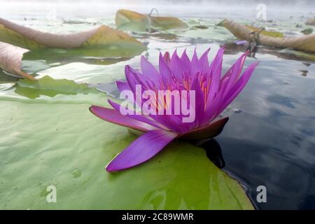 Seerose im Heilbad, See Hévíz, Kreis Zala, Ungarn, Magyarország, Europa Stockfoto