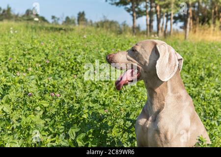 Weimaraner an einem heißen Sommertag auf der grünen Wiese. Jagdsaison. Heißer Sommermorgen auf dem Bauernhof. Stockfoto