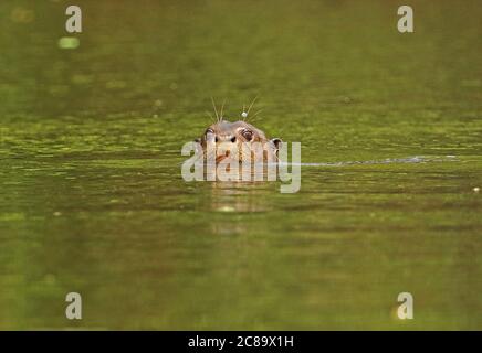 Riesenotter (Pteronura brasiliensis) erwachsenen Kopf in Fluss Inirida, Kolumbien November Stockfoto