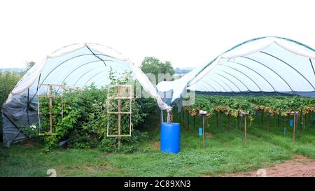 Juli 20 - Erdbeeren werden unter Tunneln aus Polyethylen angebaut, die über dem Boden liegen, und daneben ein alter stillgekommener Tunnel Stockfoto