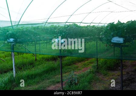 Juli 20 - Netze, die Erdbeeren umschließen, die unter Tunneln aus Polyethylen auf dem Boden angebaut werden Stockfoto