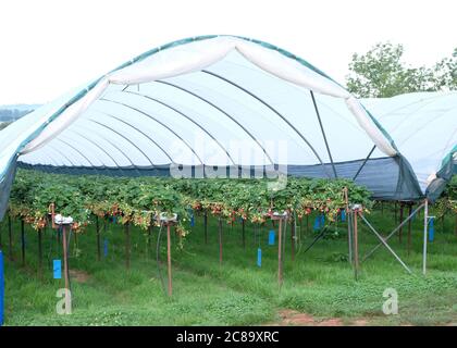 Juli 20 - Erdbeeren werden unter Tunneln aus Polyethylen angebaut, die über dem Boden liegen Stockfoto