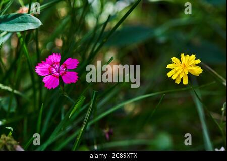 Leuchtend rosa und gelbe Wildblumen im Gras einer Wiese im Garten. Stockfoto