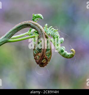 Farn, Polypodiopsida, Sleepy Farn Unfurling. Stockfoto