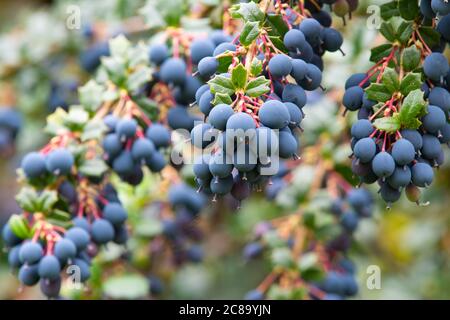 Berberis Darwinii Beeren im Sommer - Schottland, Großbritannien Stockfoto