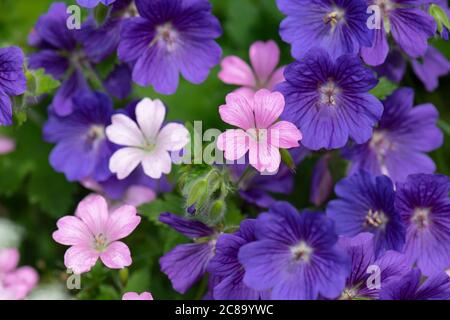 Hardy Geranien - Purple Cranesbill magnificum und Geranium x oxonianum 'Rose Clair' Stockfoto