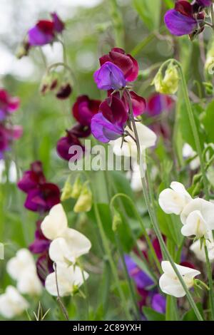 Süße Erbsen, einschließlich Sweet Erbsenerbsen Matucana und Sweet Erbsenerbsen Mrs Collier im Vordergrund, die im britischen Garten wachsen Stockfoto