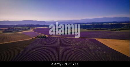 Wunderbare Lavendelfelder in Frankreich Stockfoto