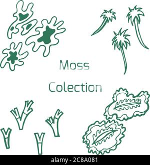 Moss Element Vektor-Sammlung für Design, Hintergrund und Karte. Handgezeichnete Pflanzen-Illustration-Set. Stock Vektor