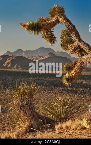 Providence Mountains over Cedar Wash in distance, Joshua Tree, Yucca, Mojave National Preserve, Kalifornien, USA Stockfoto