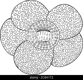 Rafflesia tropische Blume Vektor isoliertes Element. Exotische Blumen detaillierte Malvorlagen für Erwachsene. Handgezeichnete Tribal-, Boho- und ethnische Illustration in Stock Vektor