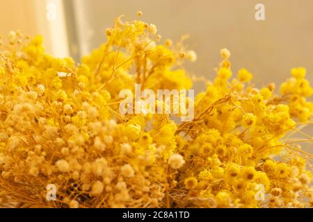 Getrocknete gelbe Bergblumen aus der Nähe Stockfoto