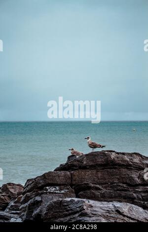Möwen auf einem Felsen mit dem Meer im Hintergrund. Stockfoto