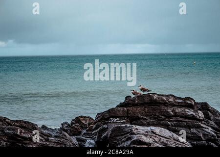 Möwen auf einem Felsen mit dem Meer im Hintergrund. Stockfoto