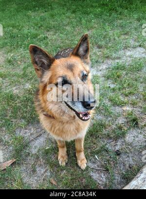 Schäferhund sitzt im Wald Rasen an einem Sommertag Stockfoto