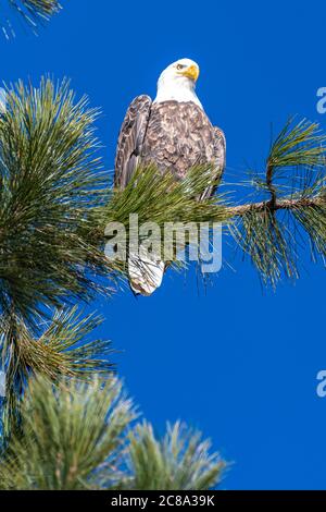Barschadler (Haliaeetus leucocephalus) Stockfoto