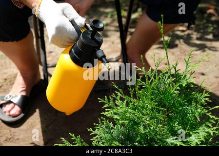 Landwirt sprühen Thuja Baum gegen Pflanzenkrankheiten und Schädlinge mit Sprühflasche mit Pestizid. Stockfoto