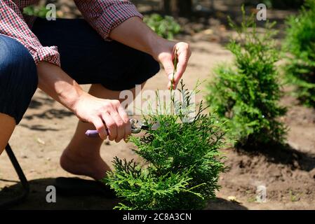 Gärtner beschneiden Baum von Thuja mit Gartenscheren Stockfoto