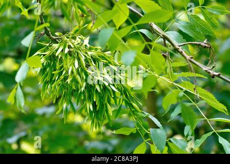 Esche (fraxinus excelsior), Nahaufnahme eines Bündels unreifer grüner Samenkapseln oder Schlüssel, die am Ast eines Baumes hängen. Stockfoto