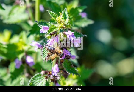 Bienen bestäuben eine lila Blume Stockfoto