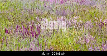 Ein abstraktes Bild einer Vielzahl von blühenden Gräsern oder Gräsern, die auf einer Wiese wachsen. Stockfoto