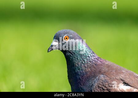 Nahaufnahme einer Taube, columbidae Stockfoto