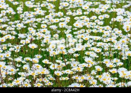 Ochsenauge-Gänseblümchen (Leucanthemum vulgare oder Chrysantheme leucanthemum), auch Marguerite oder Dog Daisy, eine Vielzahl von Blumen, die am Straßenrand wachsen. Stockfoto