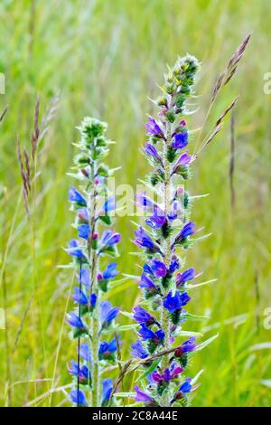 Viper's Bugloss (echium vulgare), Nahaufnahme von zwei blühenden Ähren, die in langem Gras wachsen. Stockfoto