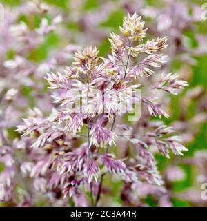 Yorkshire Nebel (holcus lanatus), Nahaufnahme des Grases, wie es zu blühen beginnt. Stockfoto