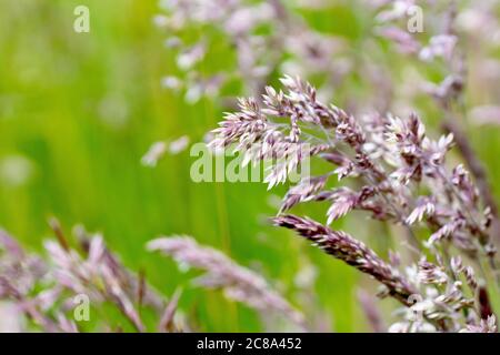 Yorkshire Nebel (holcus lanatus), Nahaufnahme des Grases, wie es zu blühen beginnt, mit geringer Tiefenschärfe. Stockfoto