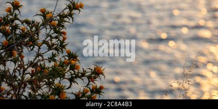 Gelbe Blüten Distel, blühende Scolymus hispanicus, verschwommen Meereshintergrund, Sonnenuntergang Reflexionen auf dem Wasser, Gelber Grandiflorus oder gemeinsame goldene Distel Stockfoto