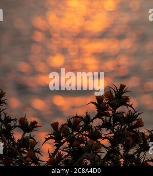 Gelbe Blüten Distel, blühende Scolymus hispanicus, heller Bokeh Hintergrund, Sonnenuntergangsreflexe, Gelber Grandiflorus oder gemeinsame goldene Distel Pflanze Stockfoto