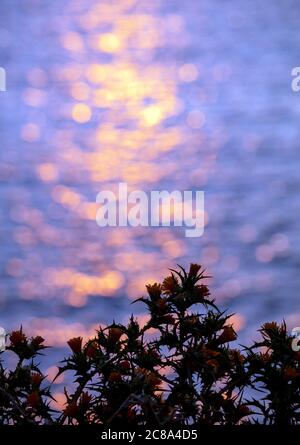 Gelbe Blüten Distel, blühende Scolymus hispanicus, blauer Bokeh Hintergrund, Sonnenuntergangsreflexe, Gelber Grandiflorus oder gemeinsame goldene Distel Pflanze Stockfoto