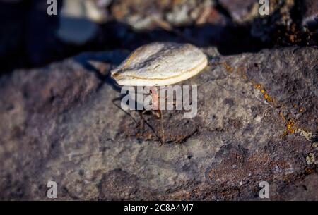 Arbeiten große rote Ameise in Ameisenhaufen Makro mit flachen dof. Stockfoto