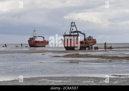 Kommerzielle Fischerboote von Boston und King's Lynn, die in der Wash, einer großen Bucht an der Ostküste Englands, von Hand-Raking Cockles, fahren. Stockfoto