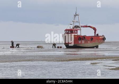 Kommerzielle Fischerboote von Boston und King's Lynn, die in der Wash, einer großen Bucht an der Ostküste Englands, von Hand-Raking Cockles, fahren. Stockfoto