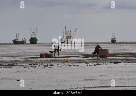 Kommerzielle Fischerboote von Boston und King's Lynn, die in der Wash, einer großen Bucht an der Ostküste Englands, von Hand-Raking Cockles, fahren. Stockfoto