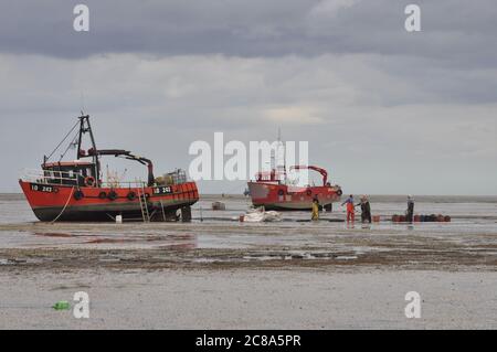 Kommerzielle Fischerboote von Boston und King's Lynn, die in der Wash, einer großen Bucht an der Ostküste Englands, von Hand-Raking Cockles, fahren. Stockfoto