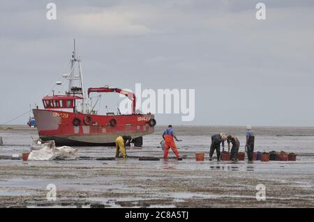 Kommerzielle Fischerboote von Boston und King's Lynn, die in der Wash, einer großen Bucht an der Ostküste Englands, von Hand-Raking Cockles, fahren. Stockfoto