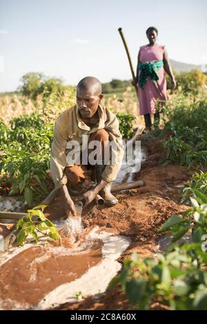 Ein Landwirt bewässert seine Ernte mit einer generatorbetriebenen Wasserpumpe und Rohrleitungen im Makueni County, Kenia, Afrika. Stockfoto